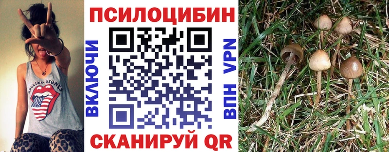 Галлюциногенные грибы Psilocybine cubensis  hydra tor  Шилка  цены наркотик 